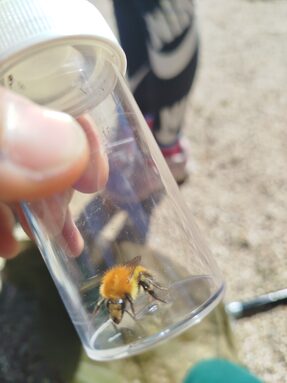 Un bourdon des champs échantillonné par les élèves.